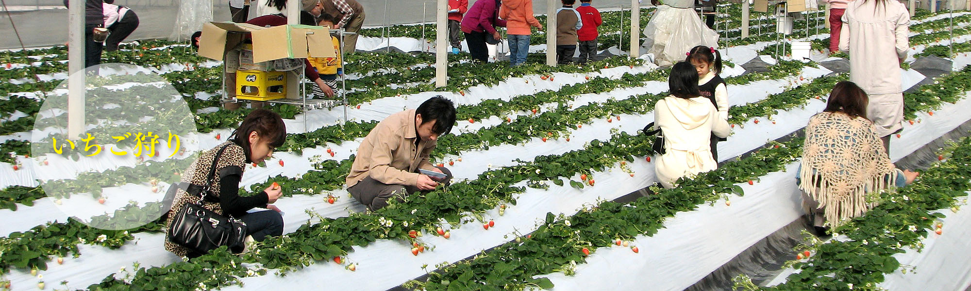 長野県上田市 信州夢ばらの里 いちご ぶどう狩り